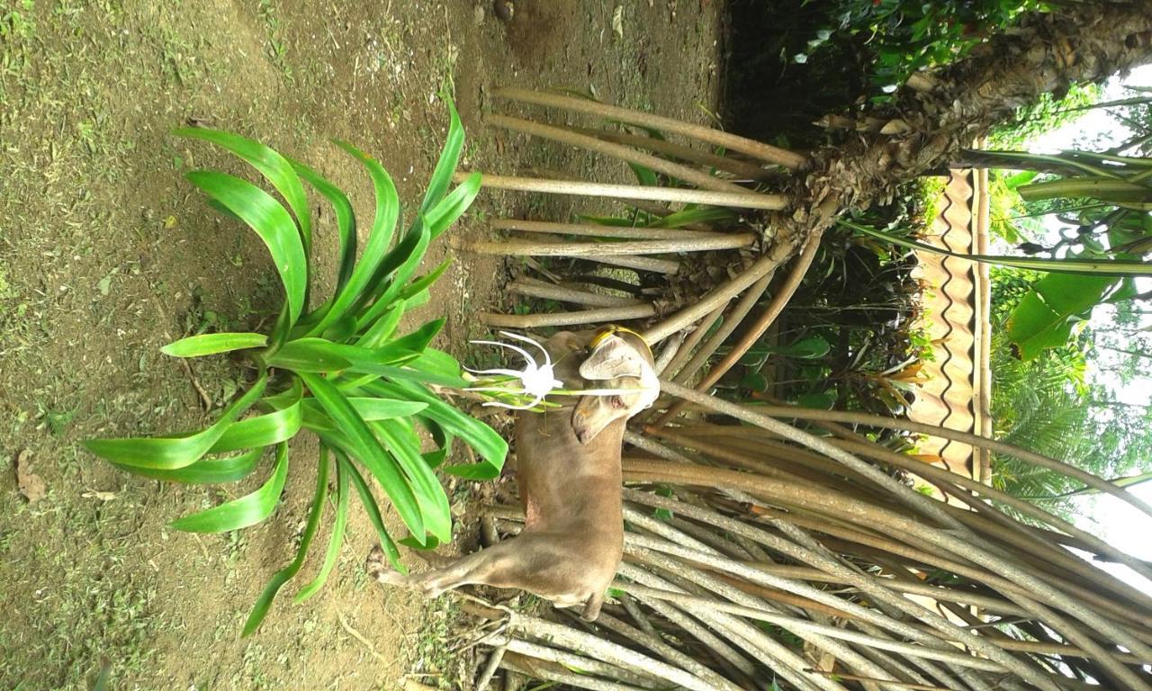 Casa Marcellino Lodge Cahuita Zewnętrze zdjęcie