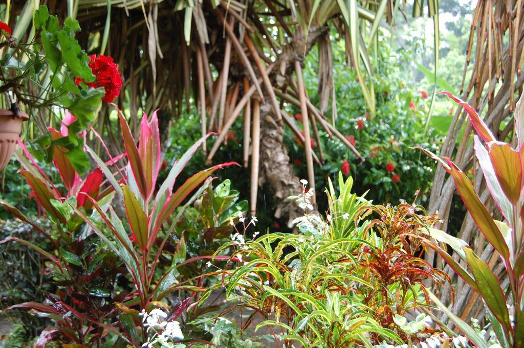 Casa Marcellino Lodge Cahuita Pokój zdjęcie