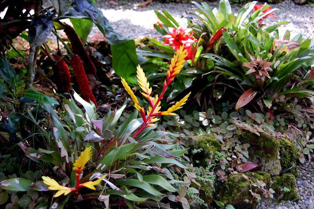 Casa Marcellino Lodge Cahuita Pokój zdjęcie