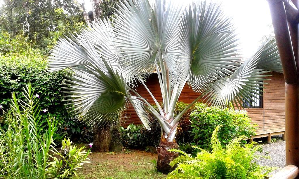 Casa Marcellino Lodge Cahuita Zewnętrze zdjęcie